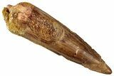 Fossil Spinosaurus Tooth - Real Dinosaur Tooth #327911-1